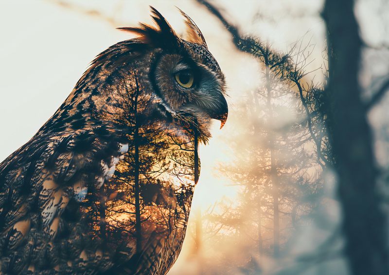 Plakat 42x29,7cm Sowi Duch zdjęcie 1