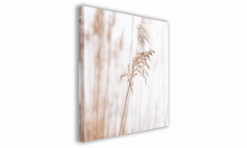 OBRAZ NA PŁÓTNIE 127 Źdźbło 70x70cm na Arena.pl