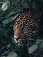 Plakat 75x100cm Schowany w Cieniu