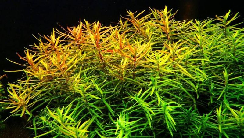Didiplis Diandra Kubek 5cm In Vitro Piękna zdjęcie 1