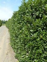 Laurowiśnia Rotundifolia 15-30cm sadzonki zimozielone Na ŻYWOPŁOT