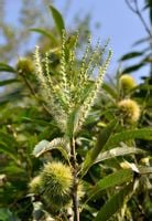 Kasztan Jadalny Sadzonki 50/80cm Castanea Sativa