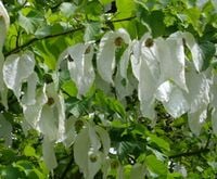 DAWIDIA CHIŃSKA Davidia involucrata - NASIONA 20 sztuki - 100g.