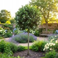 LAUROWIŚNIA IBERYJSKA NA PNIU ANGUSTIFOLIA IKONA ELEGANCJI