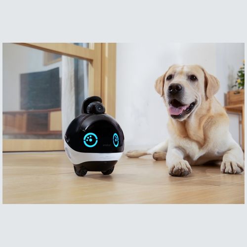 inteligentny robot towarzyszący enabot   ebo x na Arena.pl