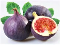 FIGA FIGOWIEC - sadzonki 40 / 60 cm