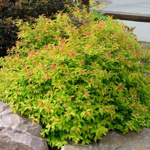 Tawuła japońska GOLDFLAME Pomarańczowe liście Łatwa w uprawie Sadzonki 1,5L na Arena.pl