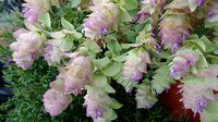 Oregano Kent Beauty Origanum rotundifolium ozdobne do doniczki