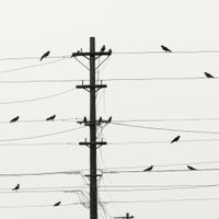 Plakat 70x70cm Symfonia na Drutach