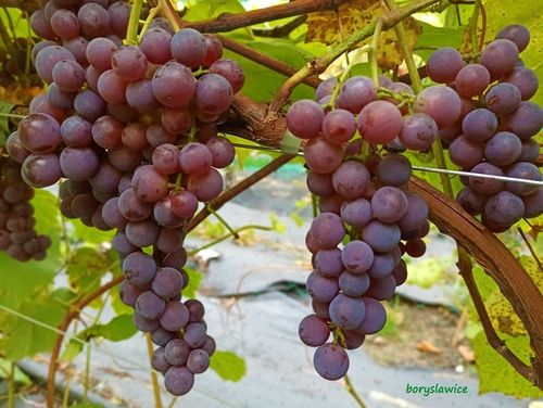Winorośl 'Swenson Red' (Vitis) w doniczkach P11, wysokość 50-70 cm na Arena.pl