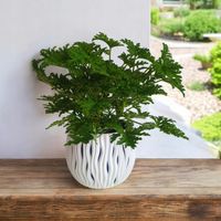 Geranium Anginka Roślina lecznicza PRZECIWZMARSZCZKOWA Na rozstępy Celullit