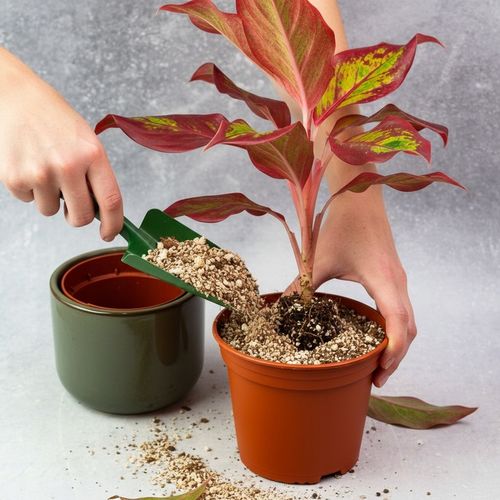 AGLAONEMA Crete FLAMES Red d9cm Niesamowicie wybarwiona PŁOMIENNA na Arena.pl