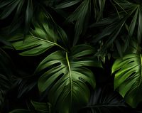 Plakat 76x60,5cm Zielony Szept