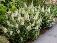 BUDLEJA BUTTERFLY CANDY LITTLE WHITE - sadzonki w doniczkach