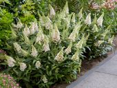 BUDLEJA BUTTERFLY CANDY LITTLE WHITE - sadzonki w doniczkach