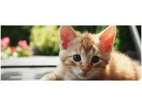 100X40CM RUDY KOT MATHIAS ERHART OBRAZ DREWNO