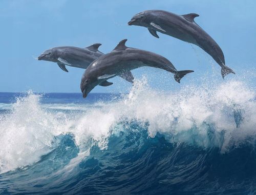 HAWAIIAN TROPIC Luminosity Balsam do Opalania SPF 50 180ml na Arena.pl