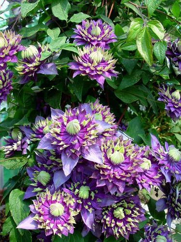 Powojnik Clematis Taiga ® C2 E na Arena.pl