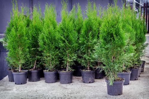 Tuja SZMARAGD 30-50cm Najlepsza Sadzonka Na Żywopłot Drzewko na Arena.pl