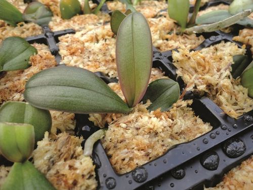 Mech torfowiec Sphagnum Besgrow Spagmoss 8 l 100g na Arena.pl