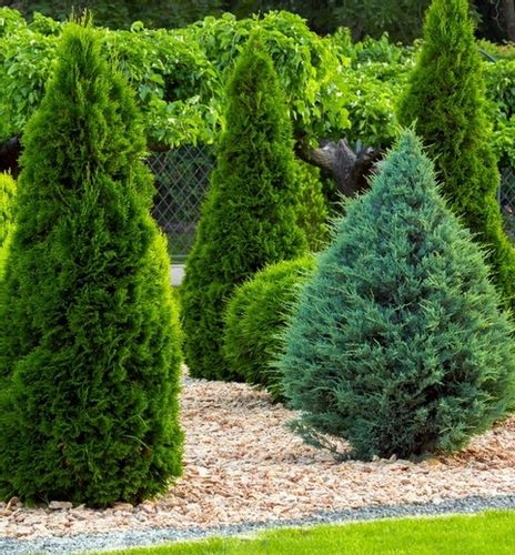 WIOSENNY nawóz do iglaków TUI10 KG SOLIDNY SZTRZAŁ W KOLORZE ZIELONE IGLAKI na Arena.pl