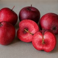 JABŁOŃ KOLUMNOWA MAYPOLE – PEREŁKA WŚRÓD JABŁONI, RÓŻOWY MIĄŻSZ