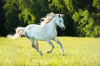 FOTOTAPETA NATURA BIAŁY KOŃ ŁĄKA POLANA 395x280
