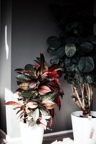 KROTON ICETON 110 cm na Arena.pl