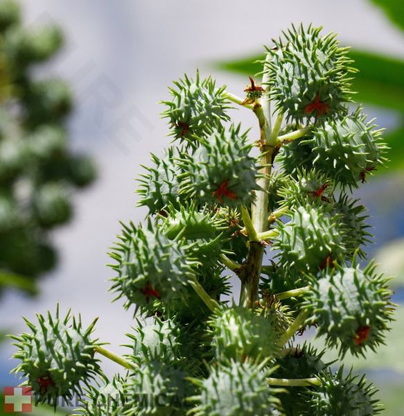OLEJ RYCYNOWY NIERAFINOWANY TŁOCZONY NA ZIMNO NATURALNY + DOZOWNIK 1L zdjęcie 3