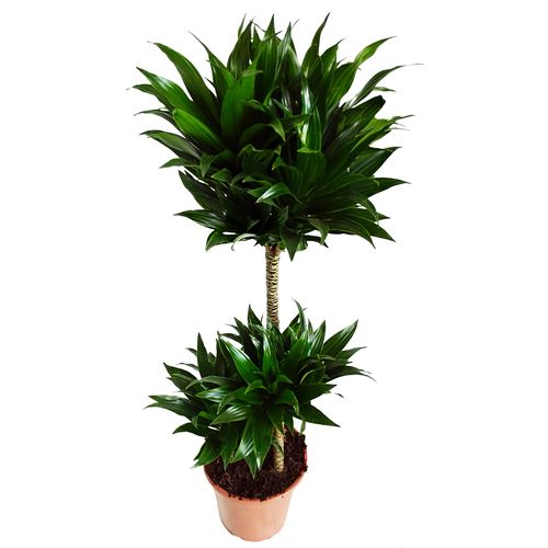 Dracena COMPACTA 95 cm na Arena.pl