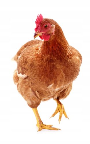 Pasza karma dla kur nioska BEZ GMO 18kg ziarno dla kur PASZARNIA TRADYCYJNA na Arena.pl