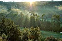 Fototapeta Las we Mgle NATURA Słońce do Salonu 360x240