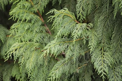 Cyprysik nutkajski 'Pendula' 80-100cm Poj 7.5L (Chamaecyparis nootkatensis) na Arena.pl