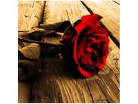 50X50CM RÓŻA SEPII OBRAZ