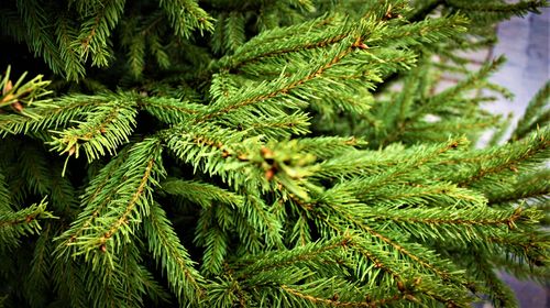 Gałązka świerkowa żywa Świerk Zielony na wieniec wiązanka stroik na grób na Arena.pl