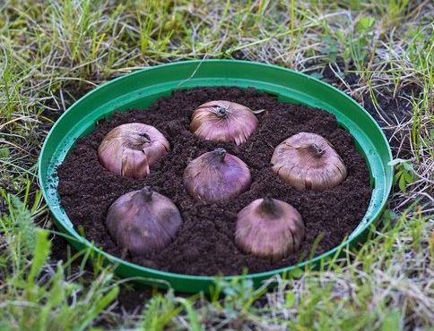 KOSZYK OSLONKA NA CEBULE cebulki do sadz 25cm 10szt na Arena.pl