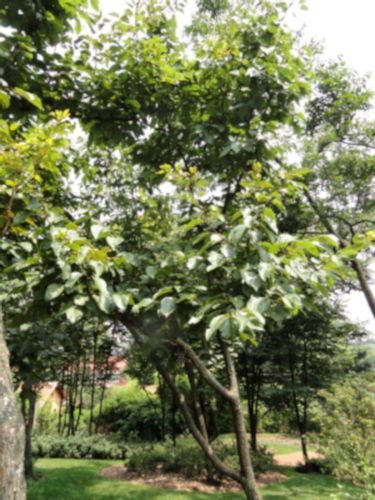 HOWENIA ACERBA Hovenia acerba - NASIONA 5000 sztuk - 100g. na Arena.pl