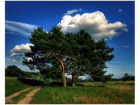 40X50CM SILNE DRZEWA OBRAZ