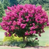 NAJDLUZEJ KWITNĄCY KRZEW ŚWIATA LAGERSTROEMIA PINK