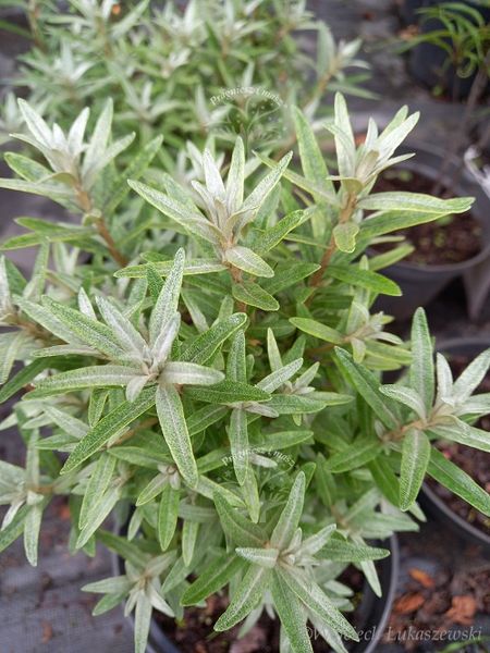 Rokitnik Hikul pełne witamin zdjęcie 1