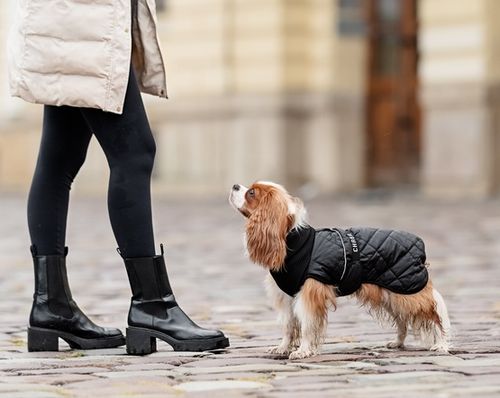 Chaba Kubrak Regulowany Chic XS black na Arena.pl