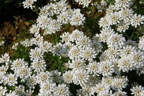 UBIOREK biały wiecznie zielony miododajny - sadzonki 10 / 15 cm na Arena.pl
