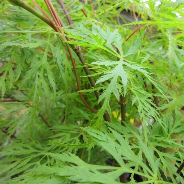 Klon palmowy Emerald Lace 40-60cm C2 zdjęcie 4