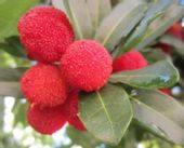 WOSKOWNICA CZERWONA Myrica rubra - NASIONA 30 sztuk - 10g.