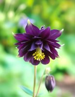 ORLIK BLACK BARLOW MROCZNA ELEGANCJA