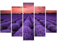OBRAZ LAWENDOWY GAJ SUNSET