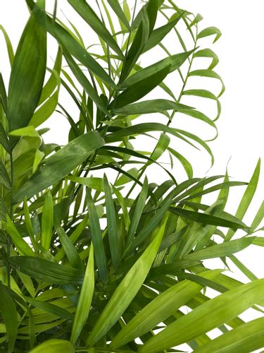 CHAMEDORA (Chamedorea) 60 cm na Arena.pl