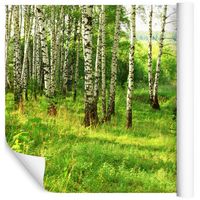Fototapeta Las Brzozowy NATURA Drzewa do Salonu 300x210