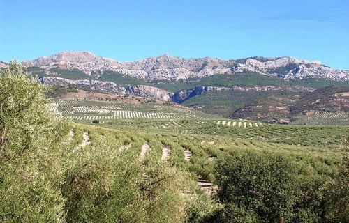 CAZORLA ROYAL hiszpańska oliwa extra virgin 1L na Arena.pl