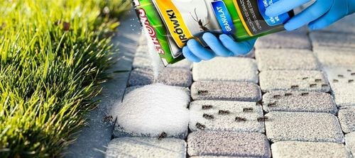 PREPARAT NA MRÓWKI, PROSZEK NA MRÓWKI DO DOMU I OGRODU, TRUTKA STRONG 1 KG na Arena.pl